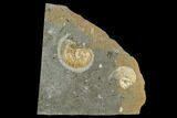 Agatized Ammonite (Lytoceras) Fossil in Rock - Mistelgau, Germany #125435-1